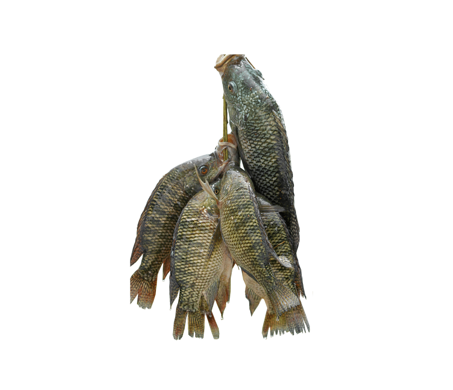 Aquaculture