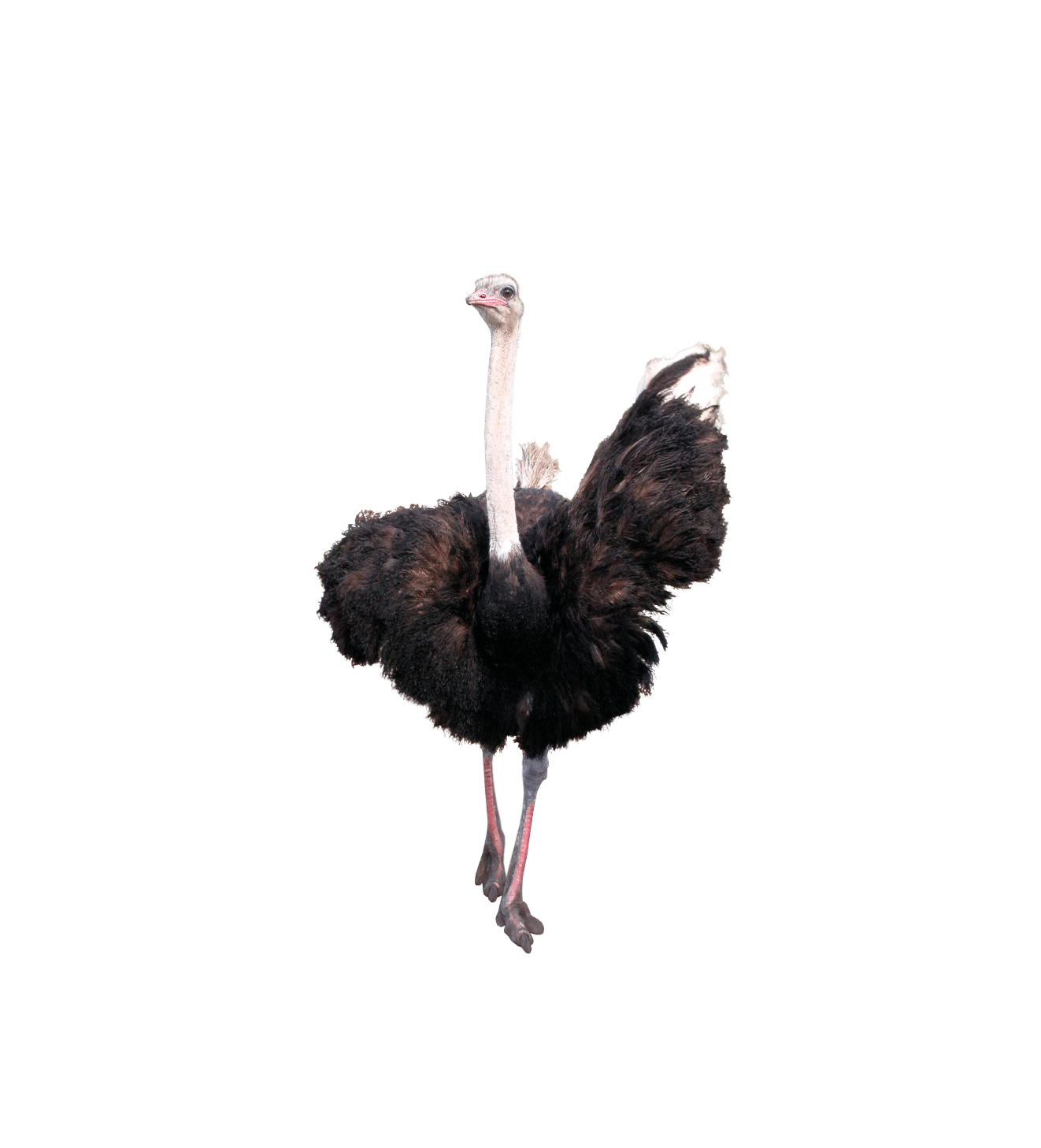 ostrich