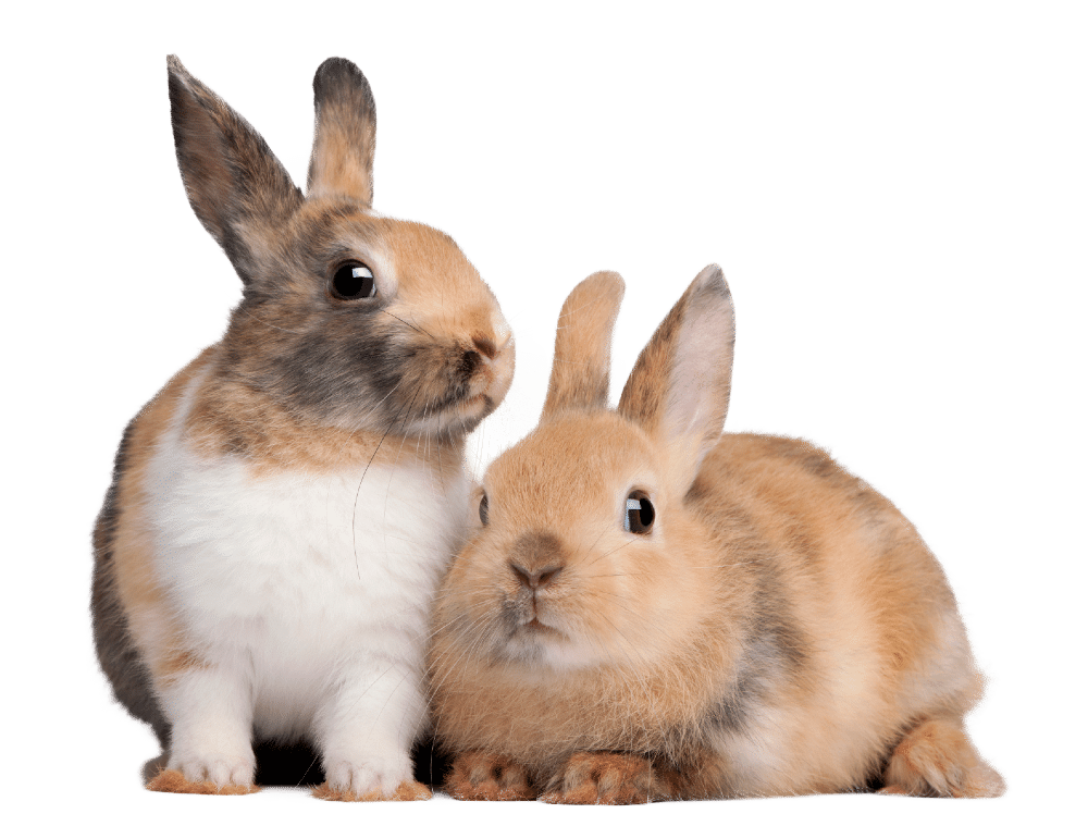 rabbits