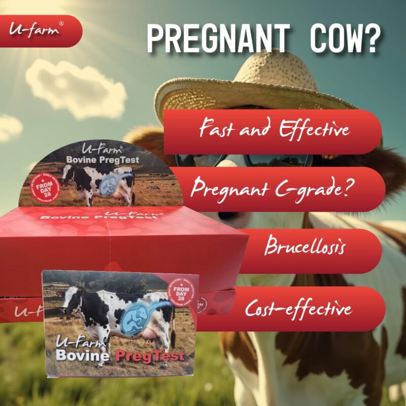 Bovine-Pregnancy-Test-Info-1-800x800